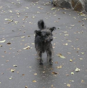 місцеве собача